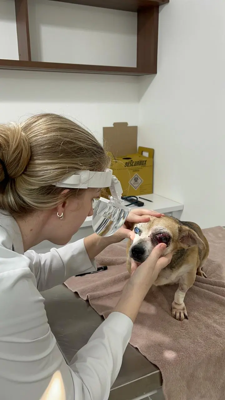 Oftalmologia Veterinária no VEX Hospital