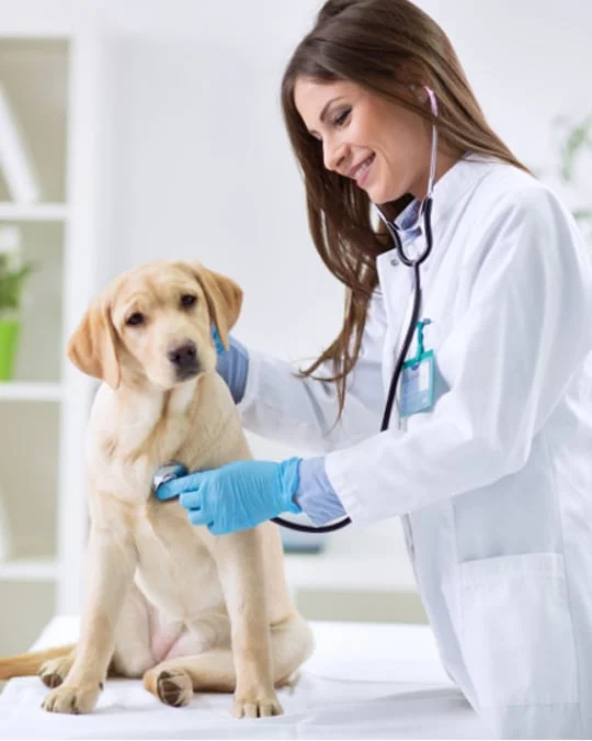 Estrutura do VEX Hospital Veterinário